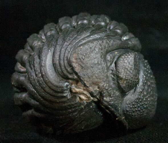 Wide Enrolled Phacops Trilobite - Mrakib, Morocco #11011